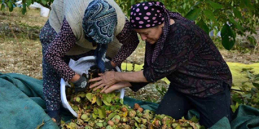 13.400 dekardan 500 ton üretim yapılıyor! Beklenen hasat sonunda geldi: Sabahın ilk ışıklarında tarlada hareketlilik başlıyor 1